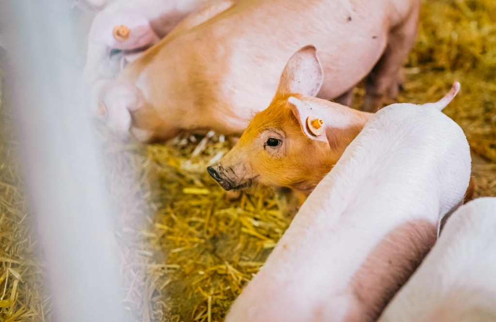 reussir elevage porcin